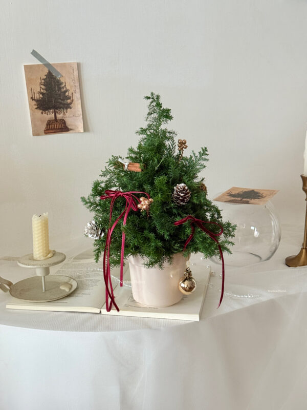 IMG_6326 (成品預購)新鮮雪松聖誕水晶樹L/ 聖誕盆栽樹M