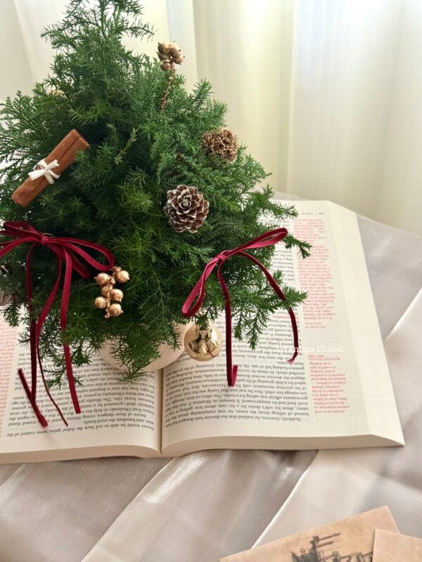 IMG_6327 (成品預購)新鮮雪松聖誕水晶樹L/ 聖誕盆栽樹M