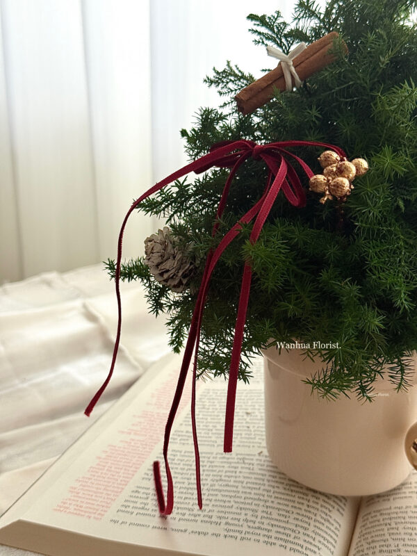 IMG_6328 (成品預購)新鮮雪松聖誕水晶樹L/ 聖誕盆栽樹M