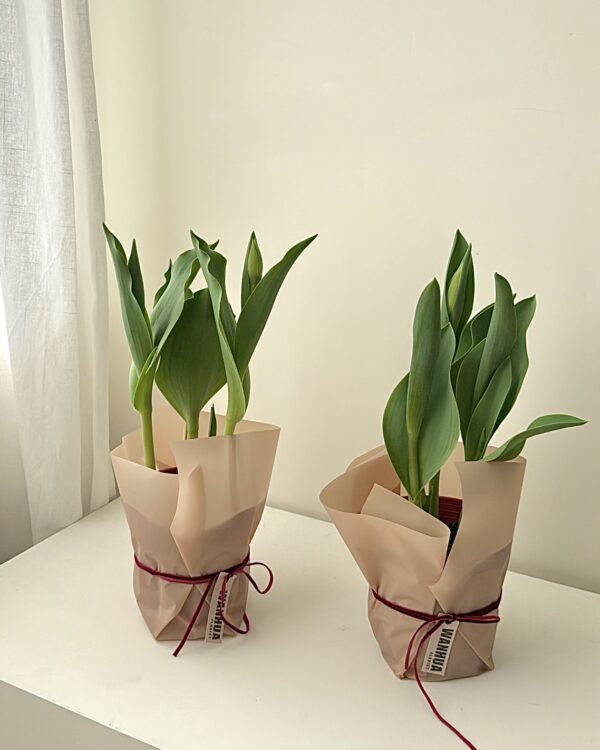 WANHUA 鬱金香盆栽