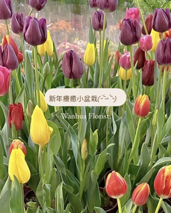 WANHUA 鬱金香盆栽