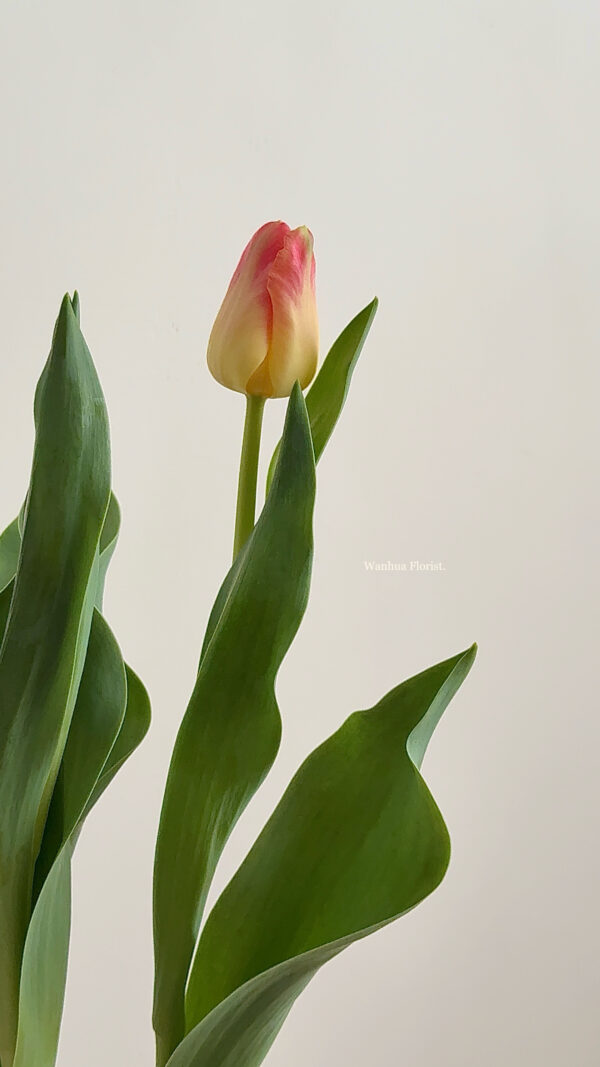 WANHUA 鬱金香盆栽