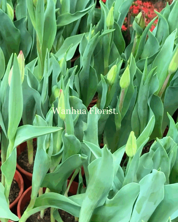 WANHUA 鬱金香盆栽