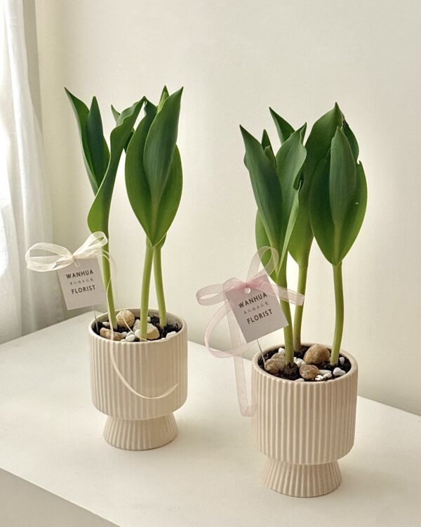 WANHUA 鬱金香盆栽