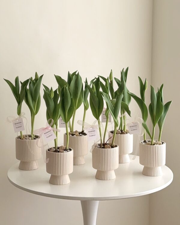 WANHUA 鬱金香盆栽