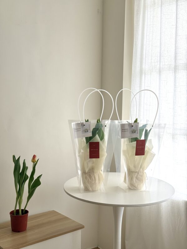 WANHUA 鬱金香盆栽