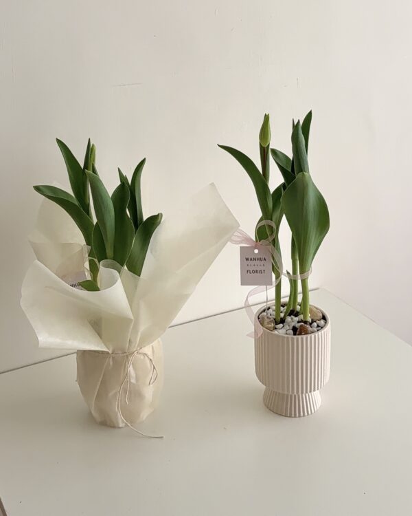 WANHUA 鬱金香盆栽