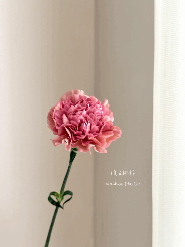 Ｍom 康乃馨簡單提盒花