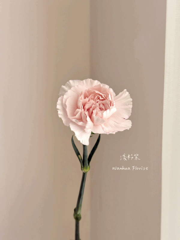 Ｍom 康乃馨簡單提盒花