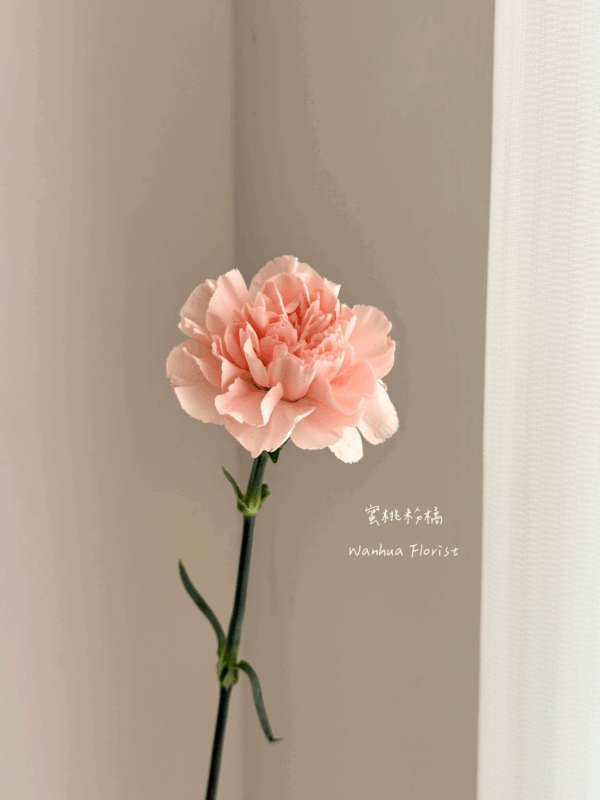 Ｍom 康乃馨簡單提盒花